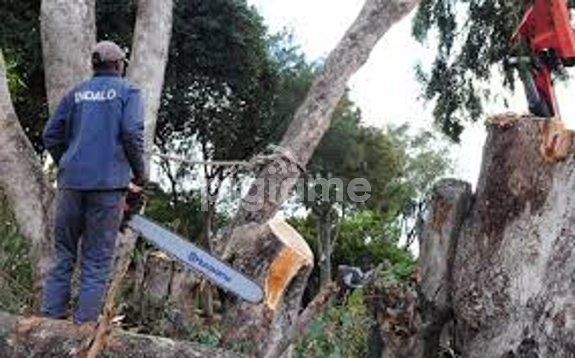 Cheap Tree Cutting Services Nairobi and Surrounding. in Nairobi  PigiaMe