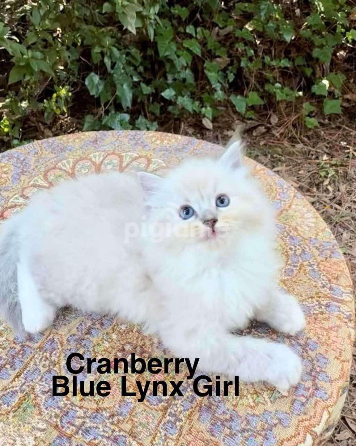 Lynx Point Blue Point Applehead Siamese Kittens For Sale Tabby