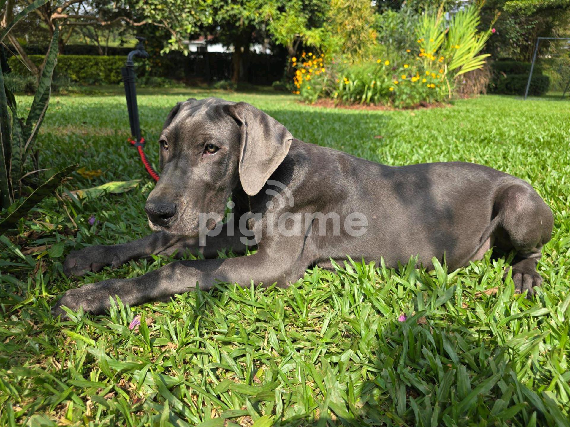 Dane Mix Great Dane Rehoming Near Me Great Dane Puppies Ready For - Main Image
