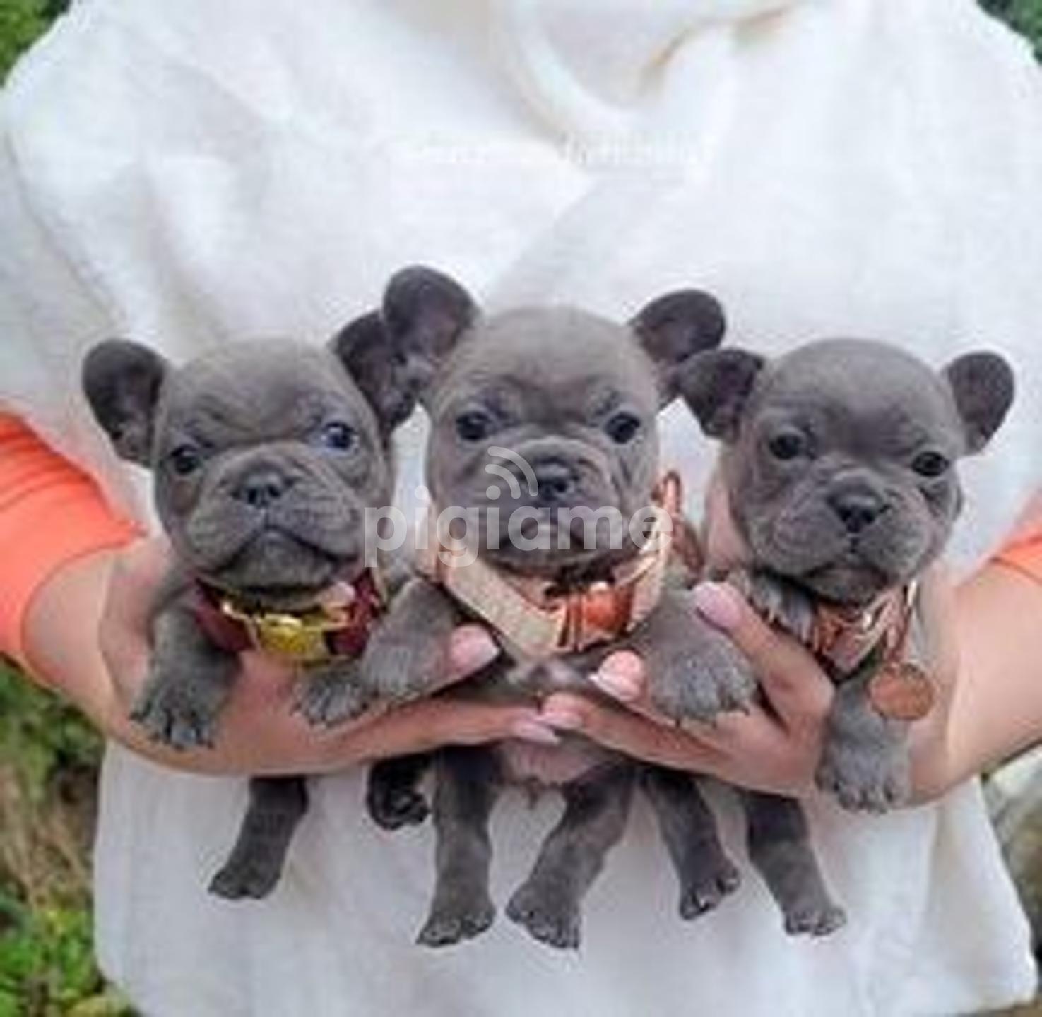 French Bulldog Puppies Mn For Sale / French Bulldog