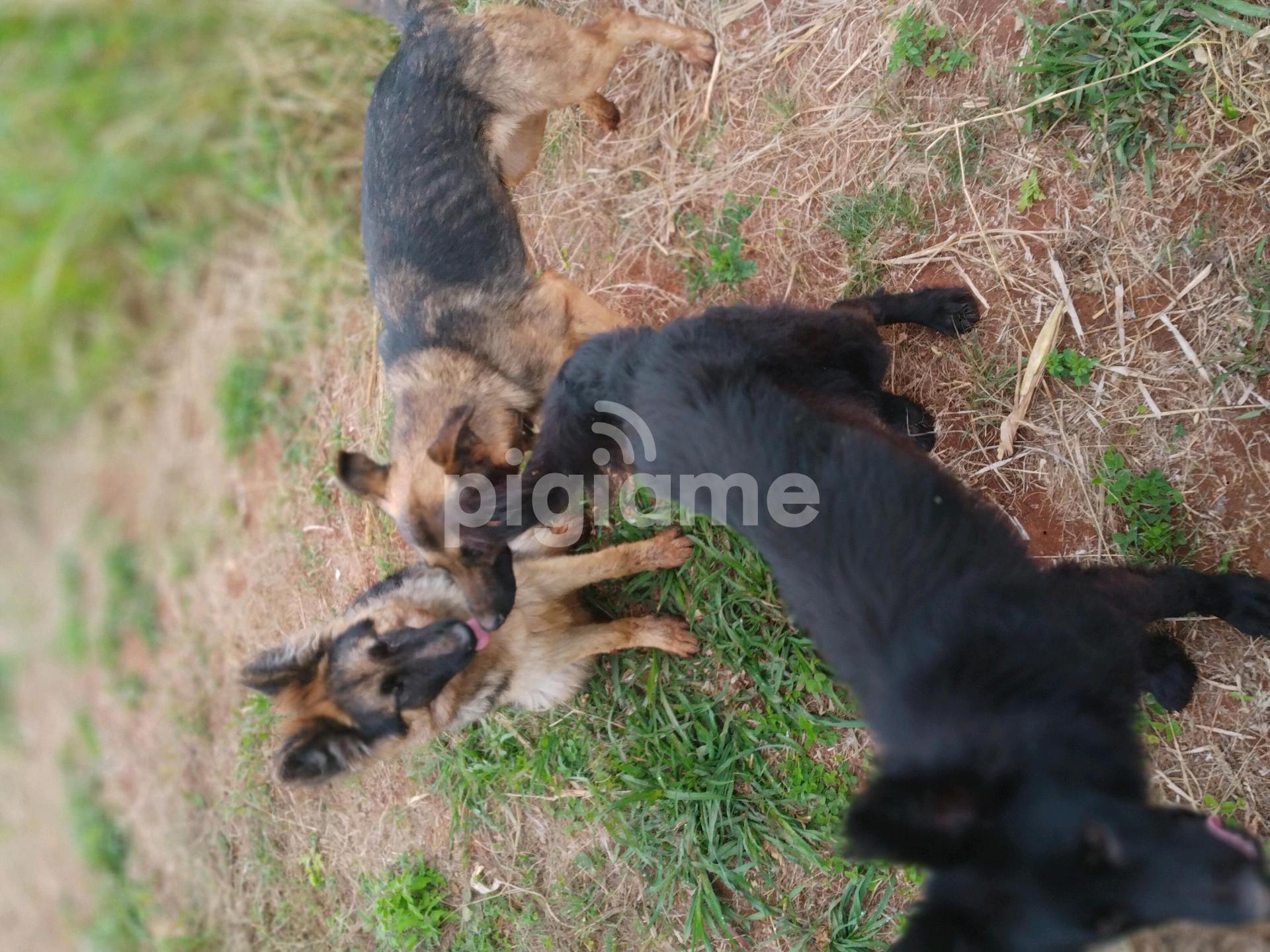 7 month cheap german shepherd puppy
