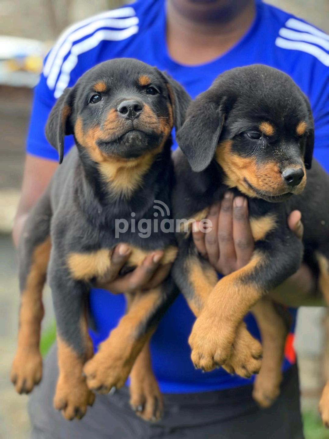 For Sale Rottweiler Puppies For Rehoming Adopt Rottweiler Puppies