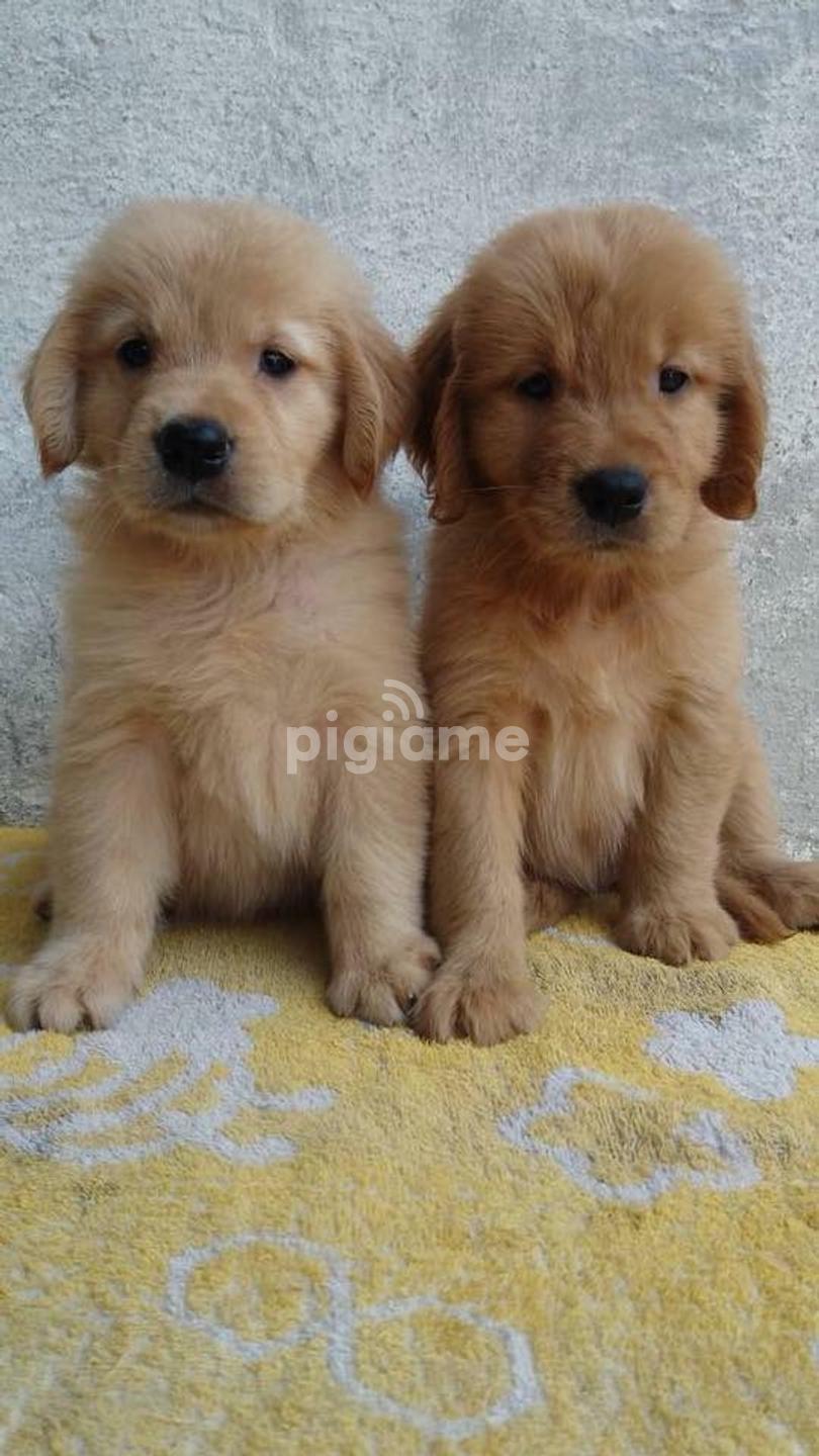 Golden Retriever Puppies For Sale In Nairobi Pigiame