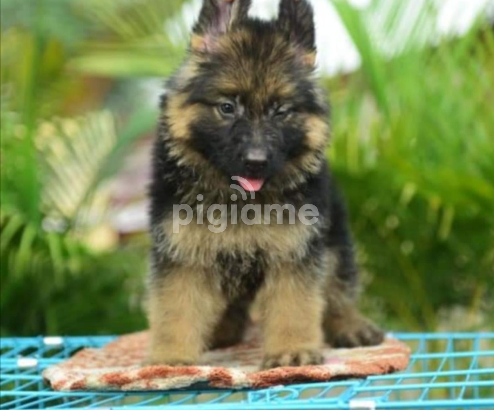 Gsd store long coat