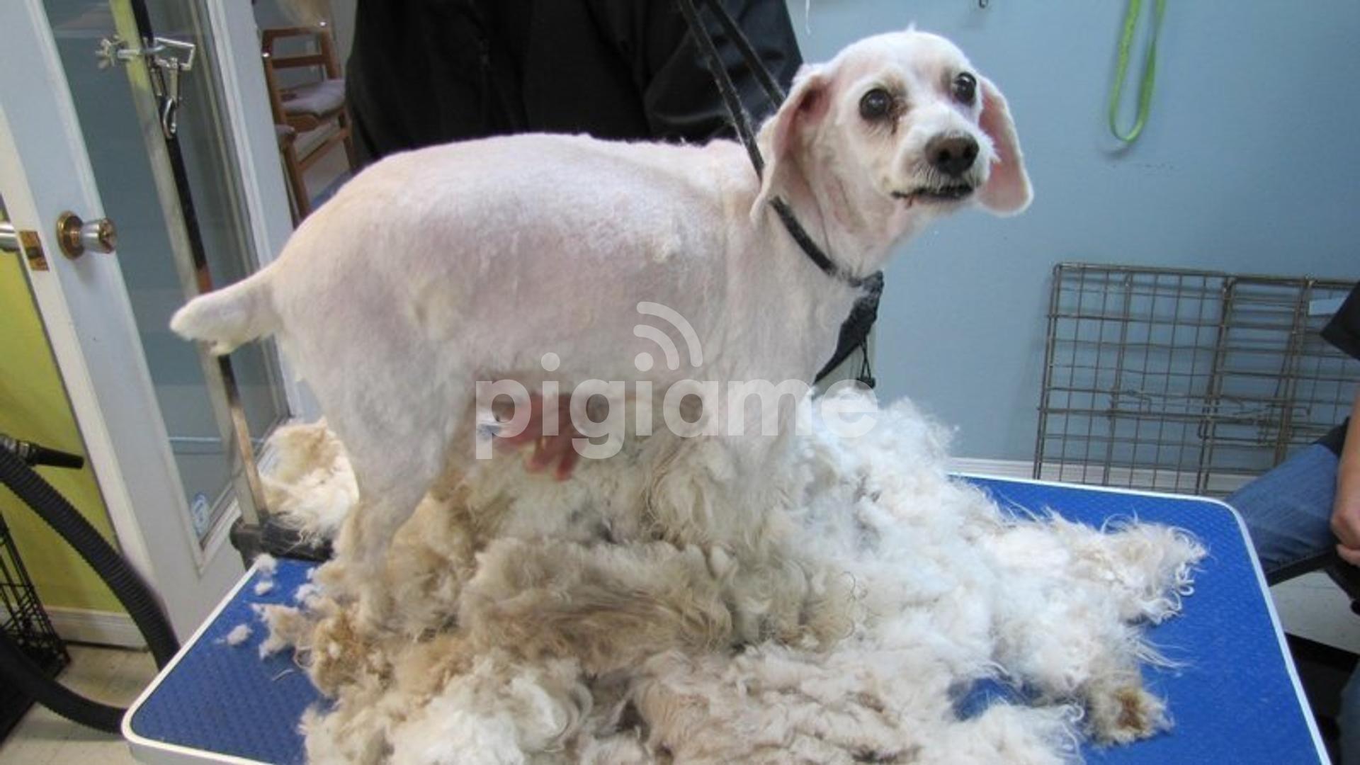 Dog Grooming Services In Kilimani, Kileleshwa, Ridgeways in