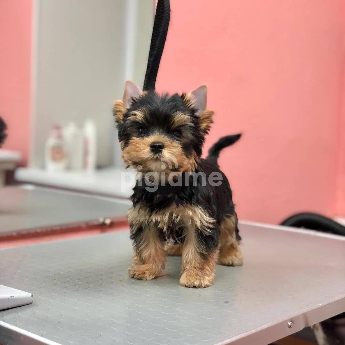 Are Male Or Female Yorkies Better