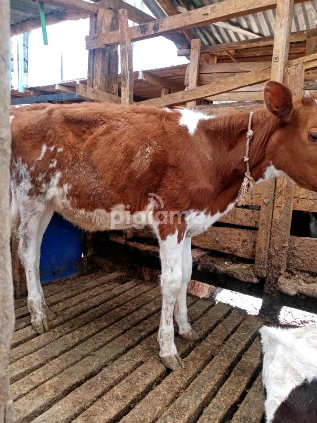Calves For Sale in Githunguri PigiaMe