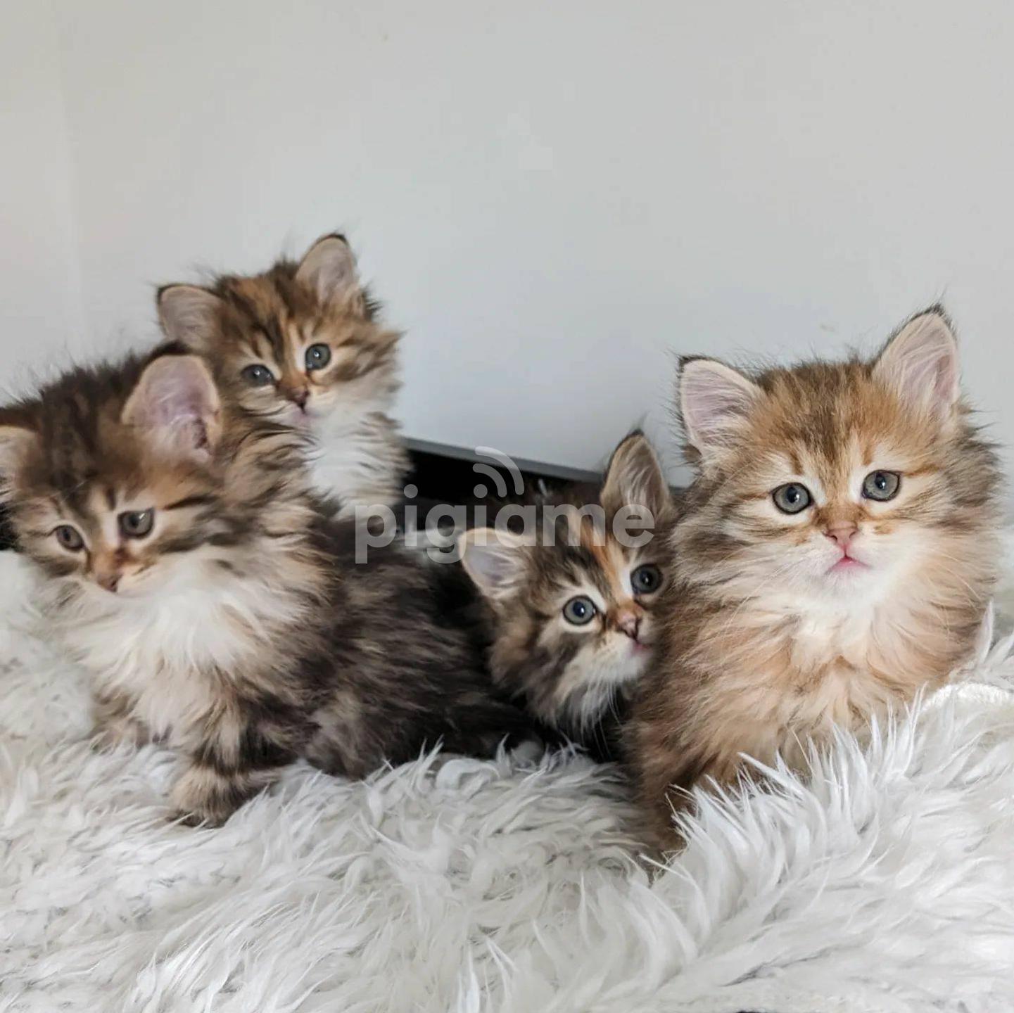Siberian Kitten Silver Kitten For Sale Gray Cat For Sale Tabby Cat