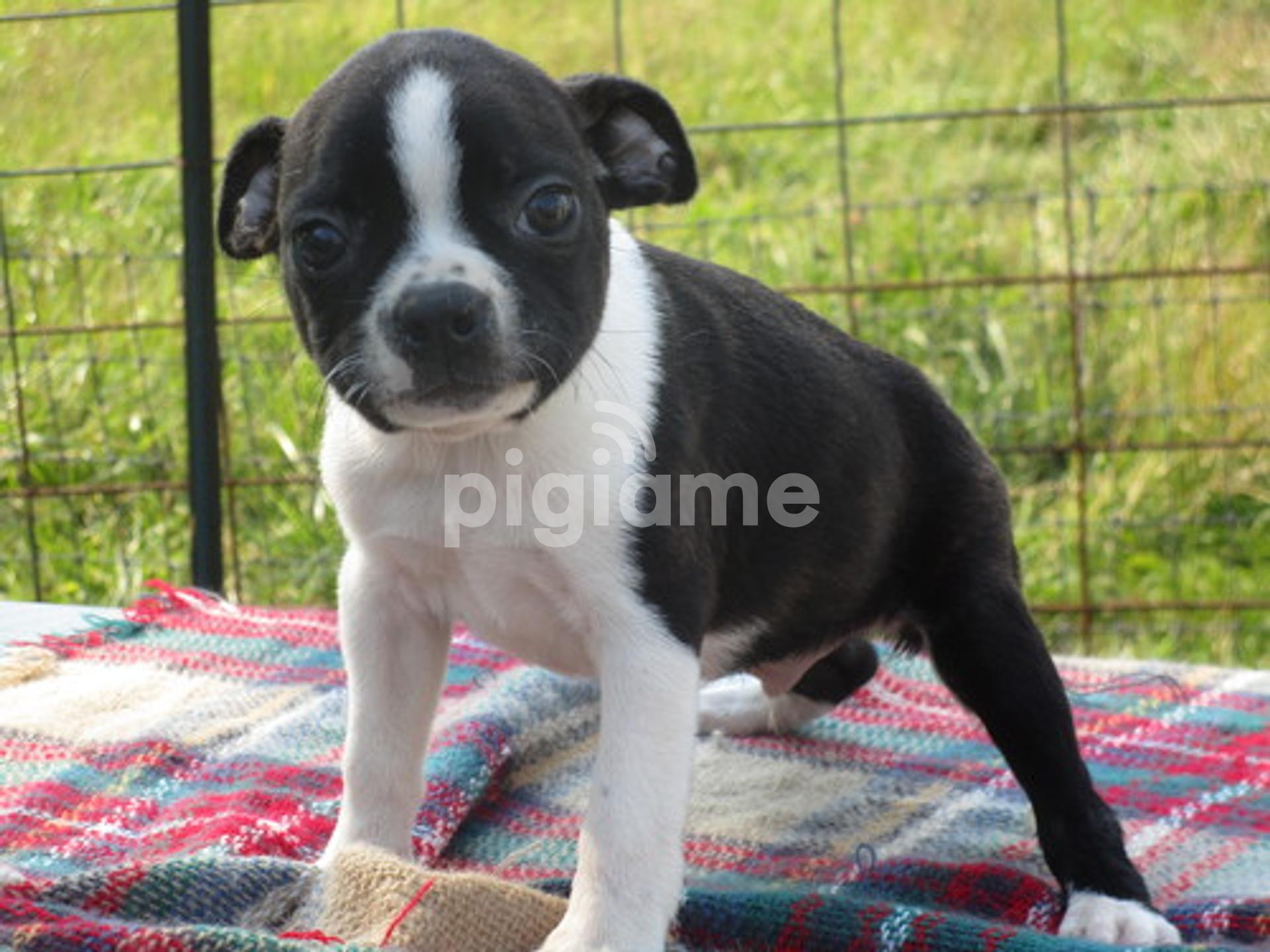 Boston terrier chihuahua store mix for sale