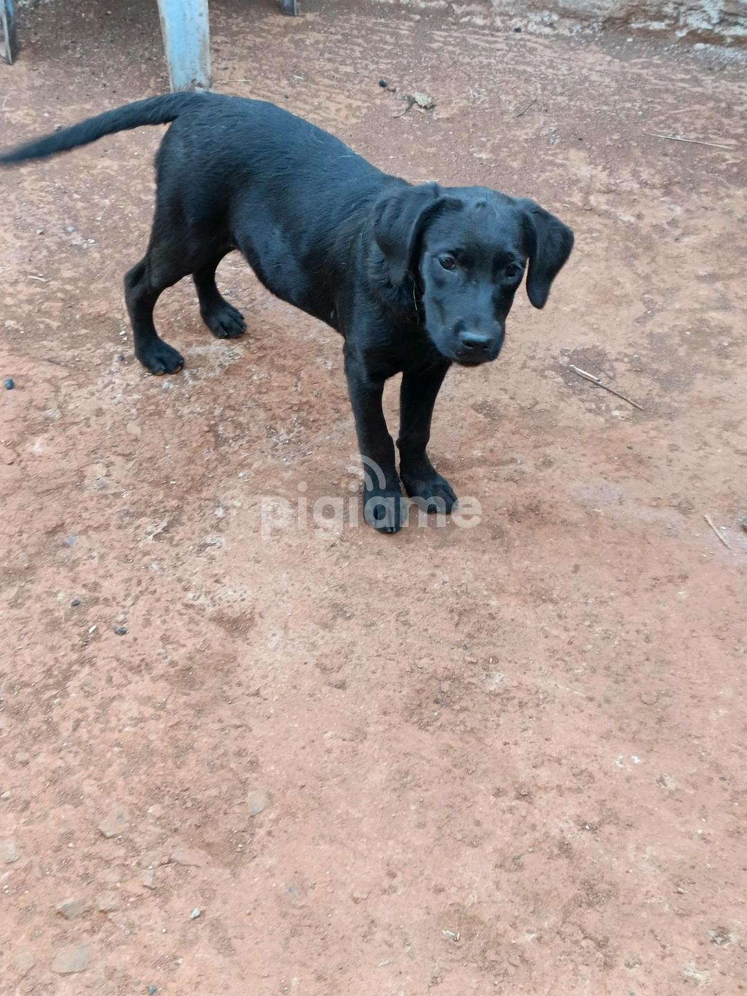 Black Labrador Southeast Lab Rescue Labrador Retrievers Puppies