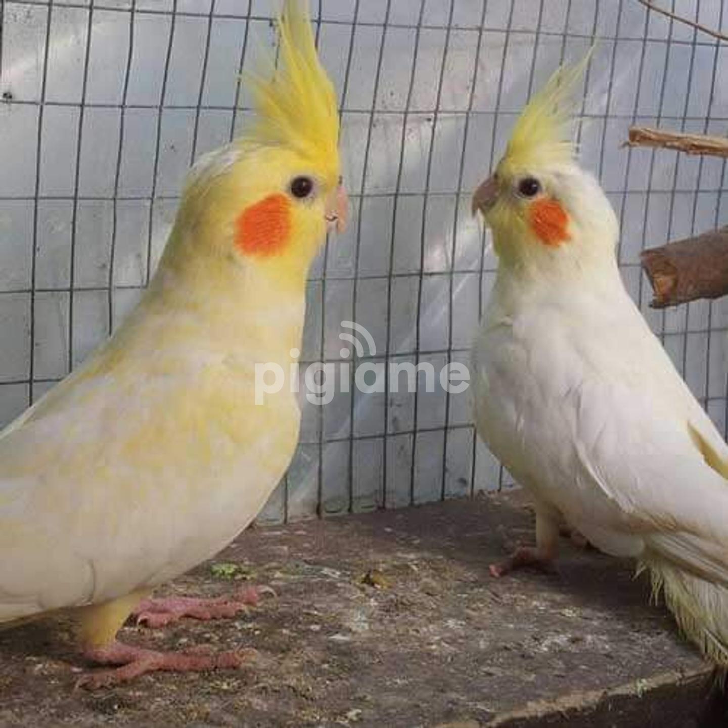 Cocktail Birds Cockatiel For Sale Near Me Cocktail Parrot About