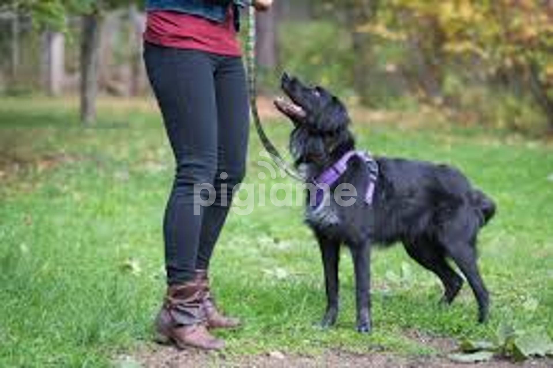 Mobile dog sales training near me