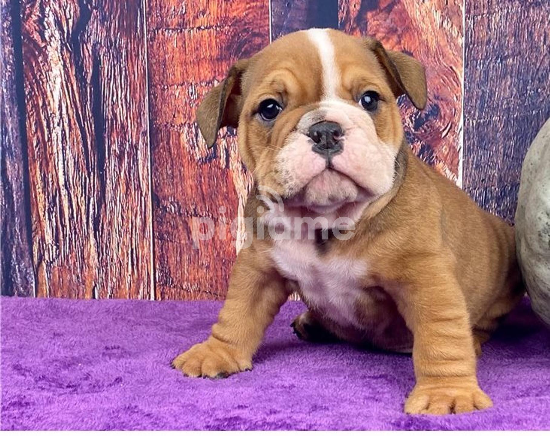 How Much Do Akc English Bulldog Puppies Cost