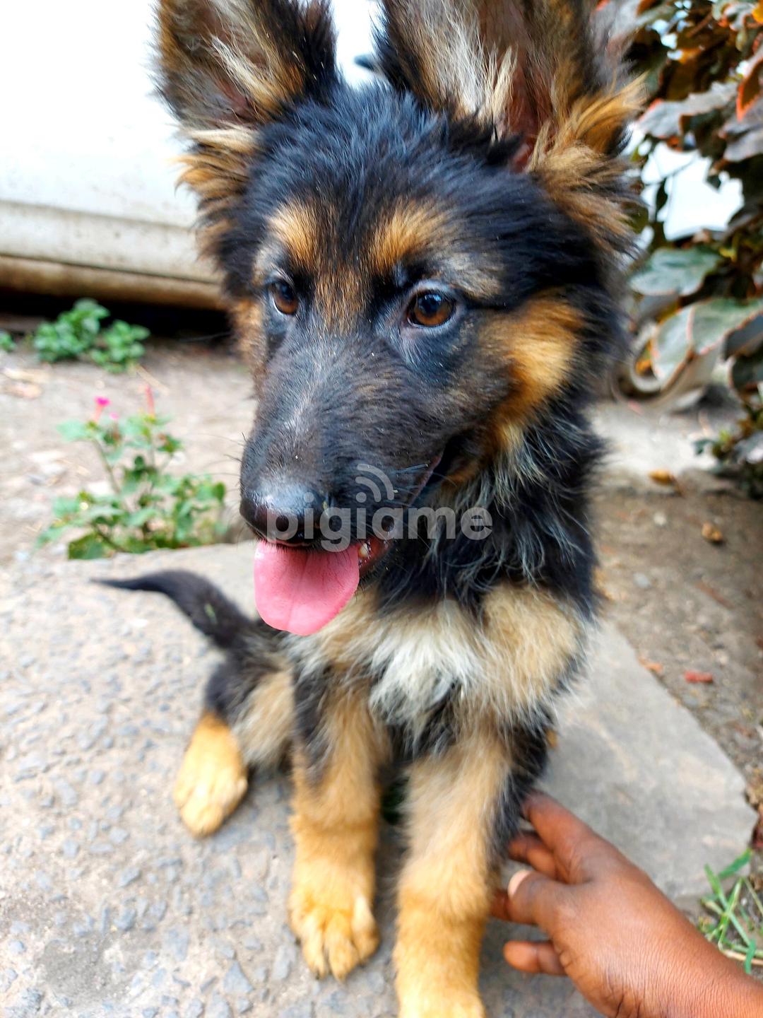 Brown Black Gsd Puppy German Shepherd Black And Brown Legs 3-6