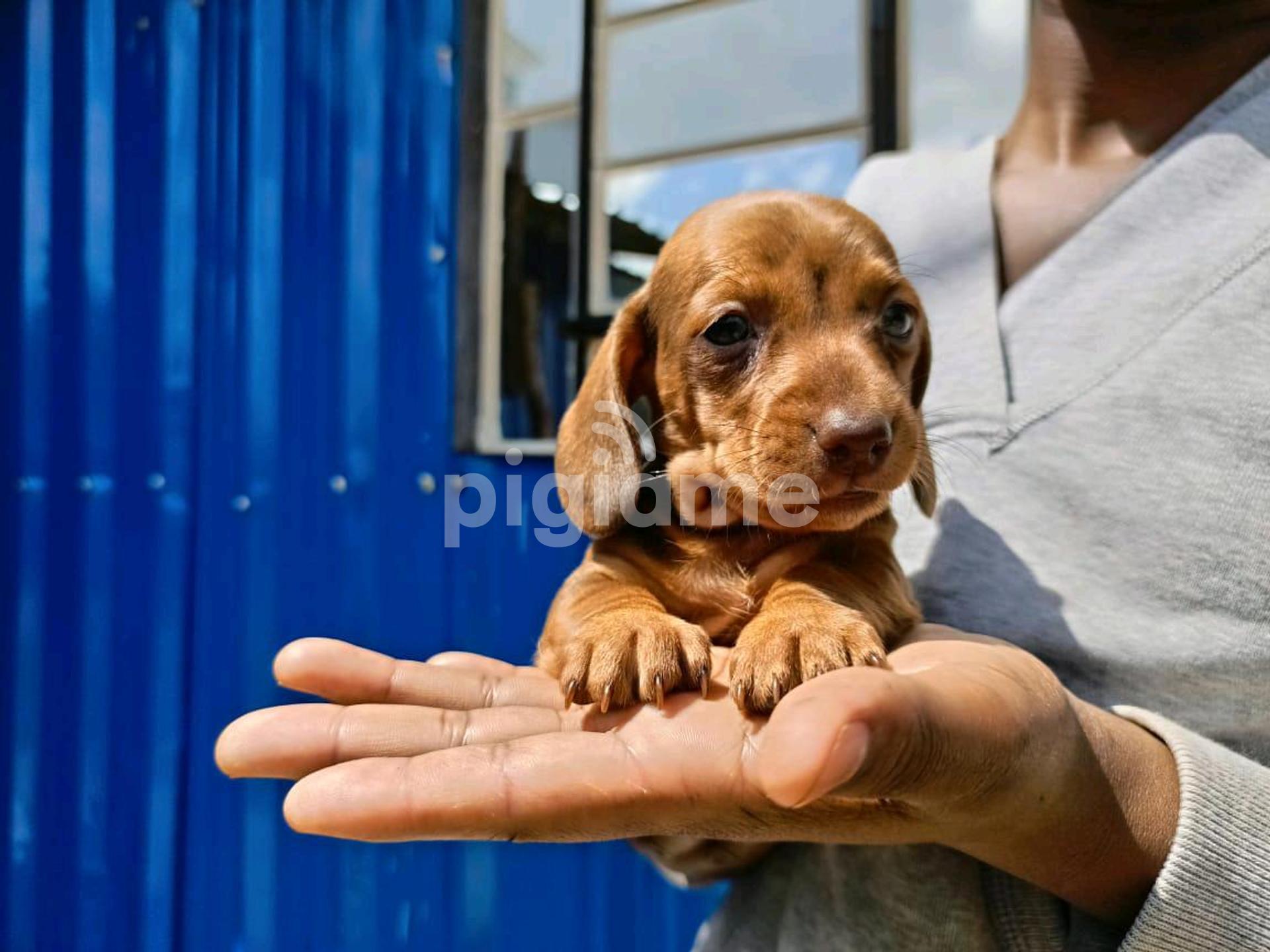 Dash Dog Breed Datsun Dog Price Dachshund Dog Breed Health And