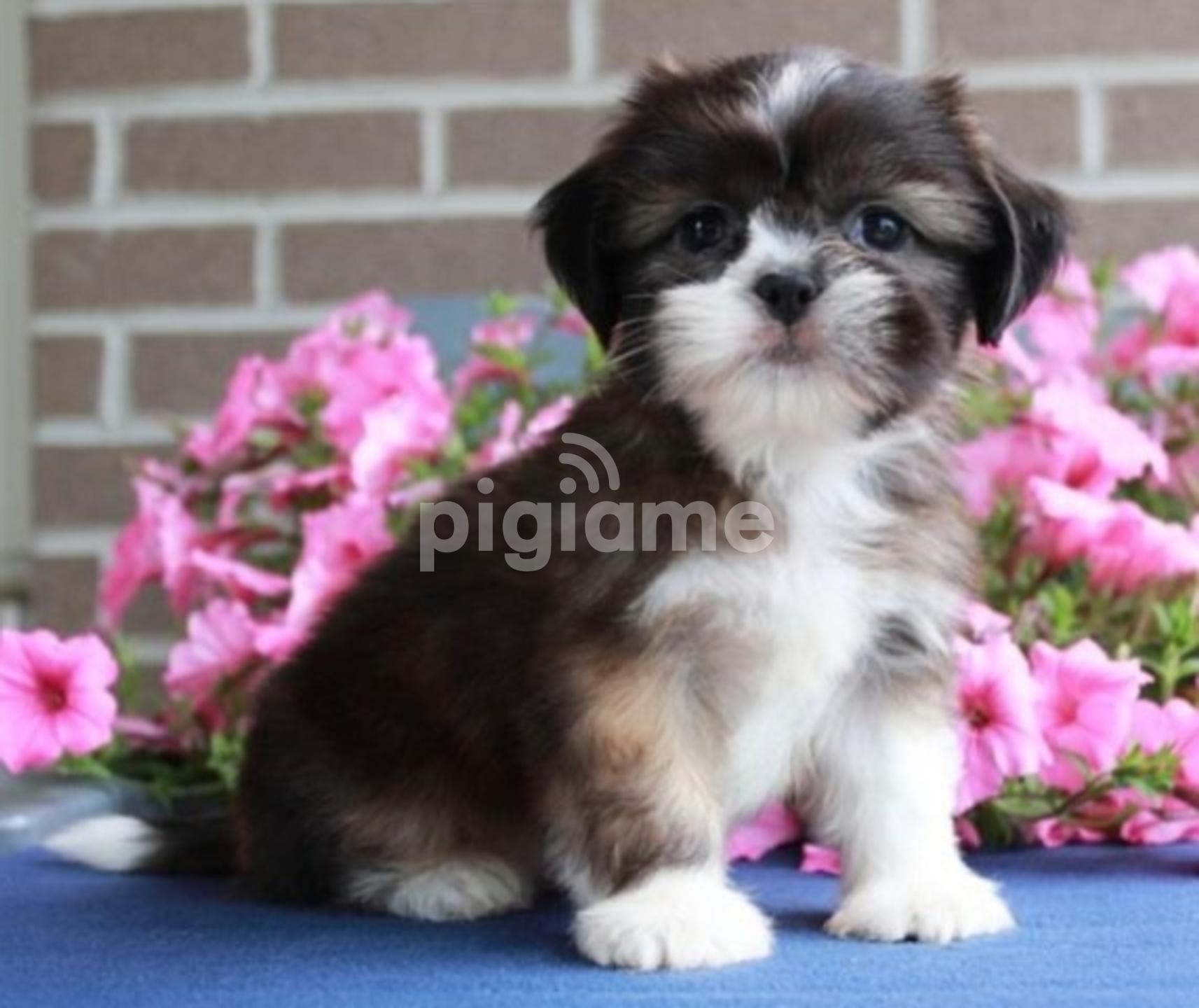 Shih Tzu Puppies Beautiful Male And Female in City Cabanas PigiaMe