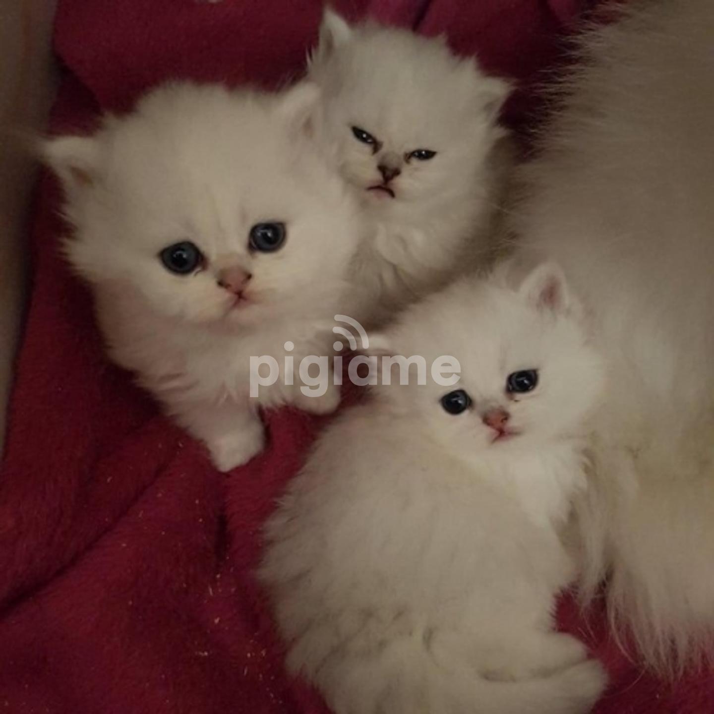 Persian Kittens For Sale In Capital Centre Pigiame