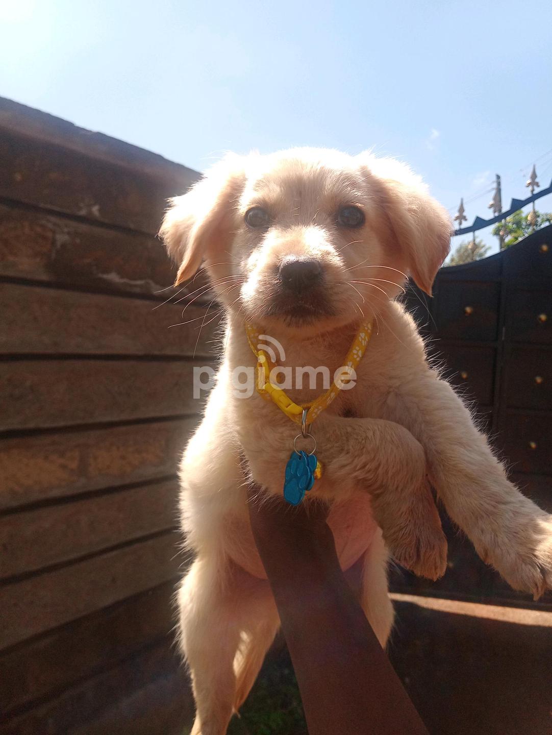 3 month old yellow lab cheap
