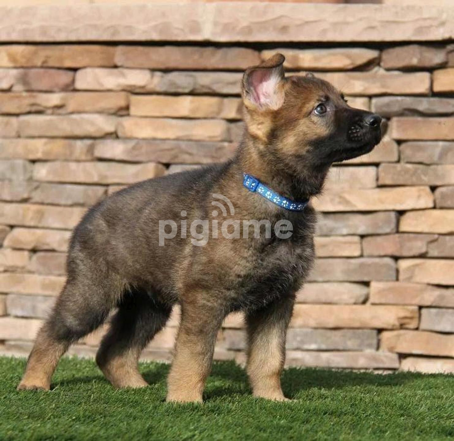 Grooming Profile Karen's Dog Grooming Sable Shepherd? In