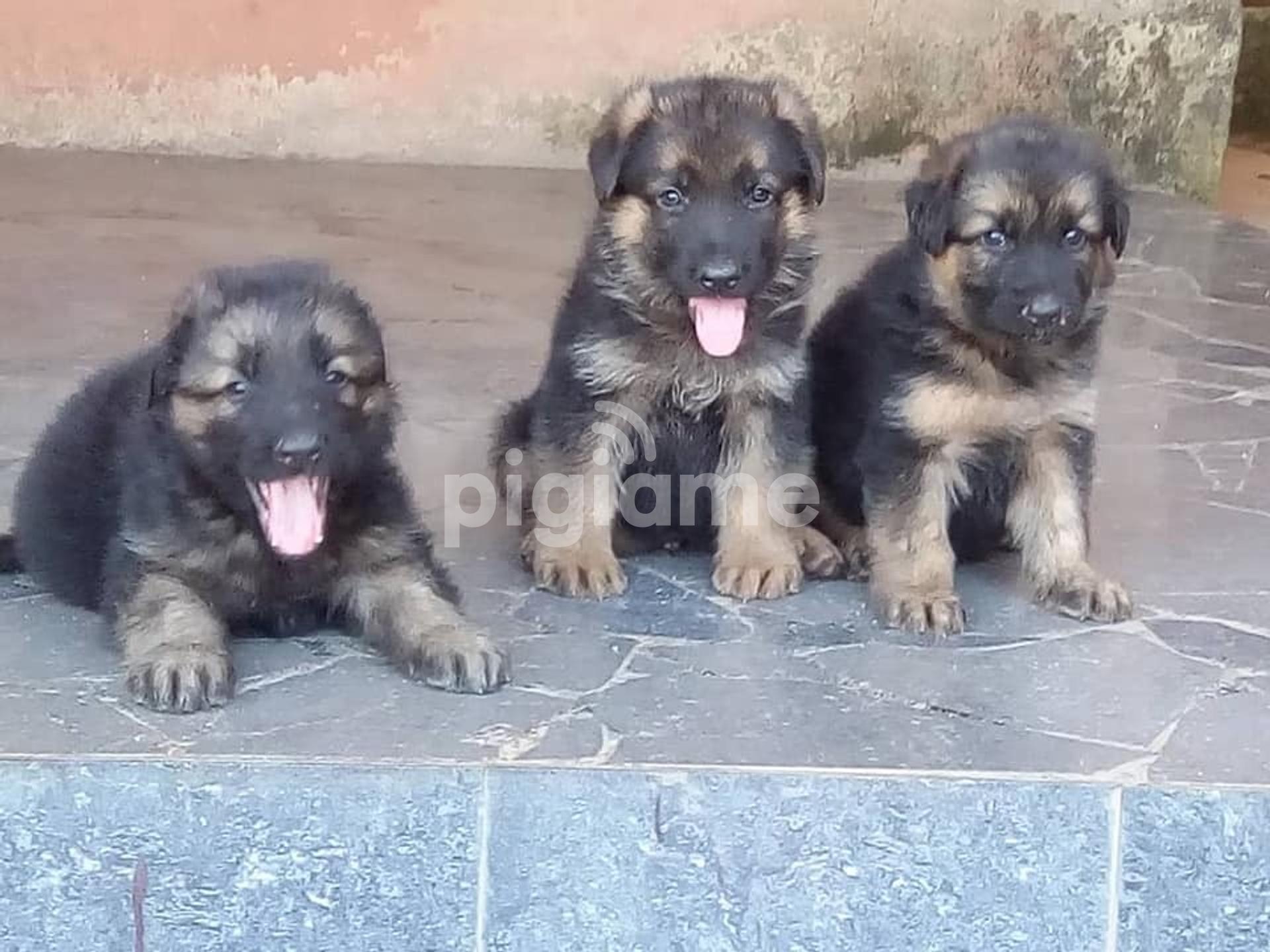 German Shepherd Puppies For Sale Pigiame