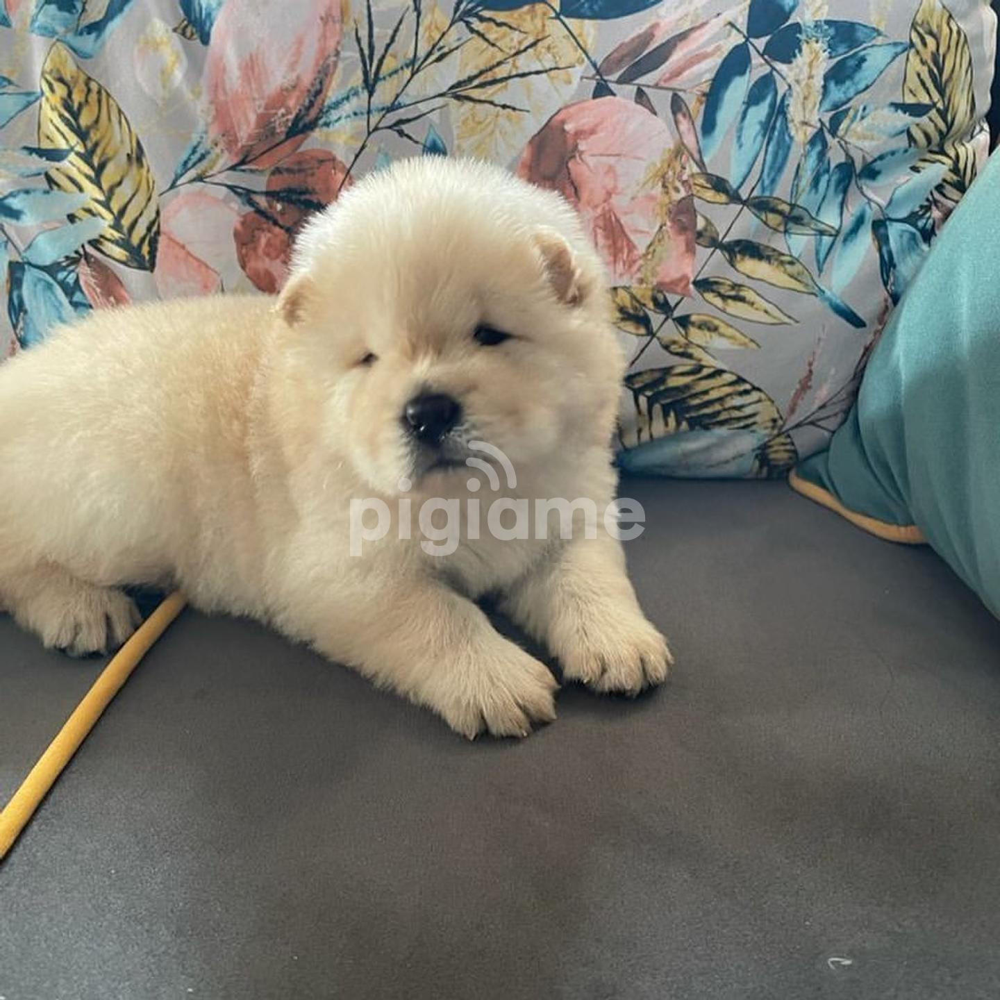 Pom chow on sale puppies for sale