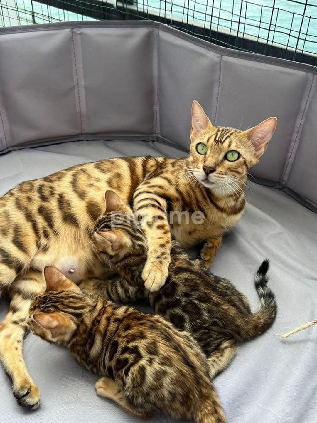 Serval Biggest Domestic Cat Serval Cat Large Domestic Cats Bengal