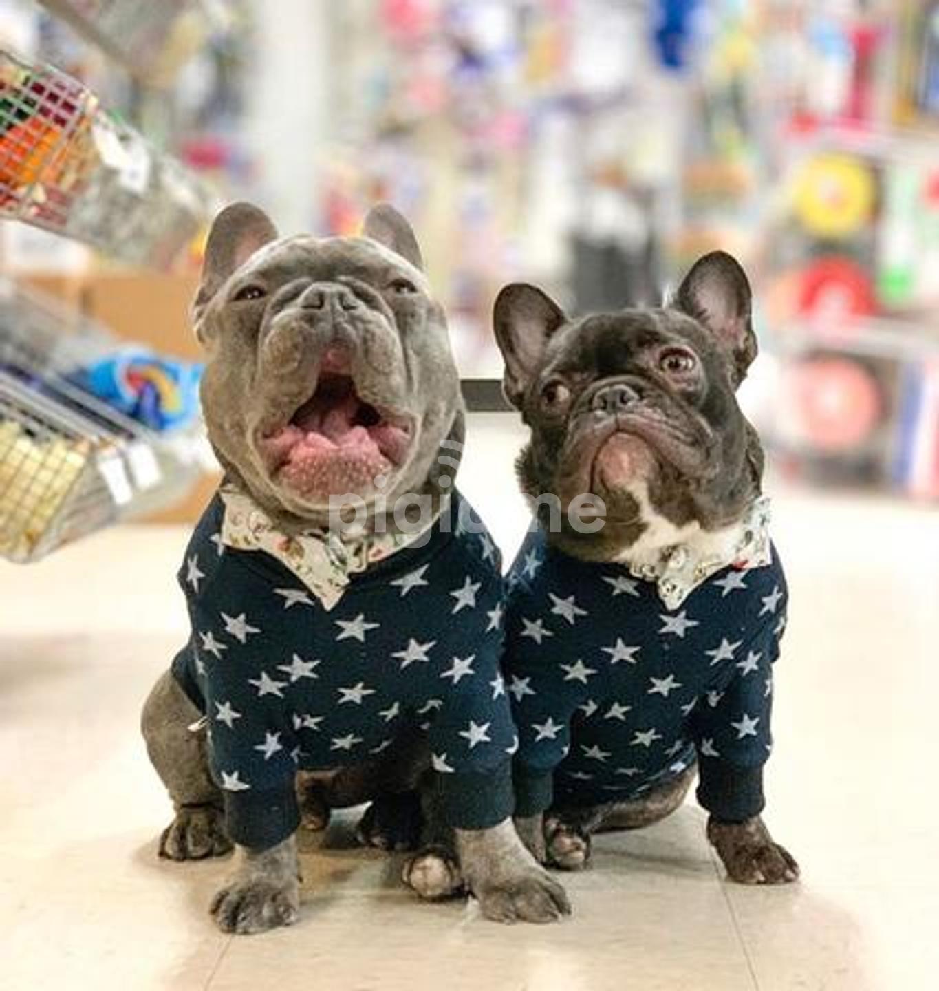 Best dog behaviorist shop near me