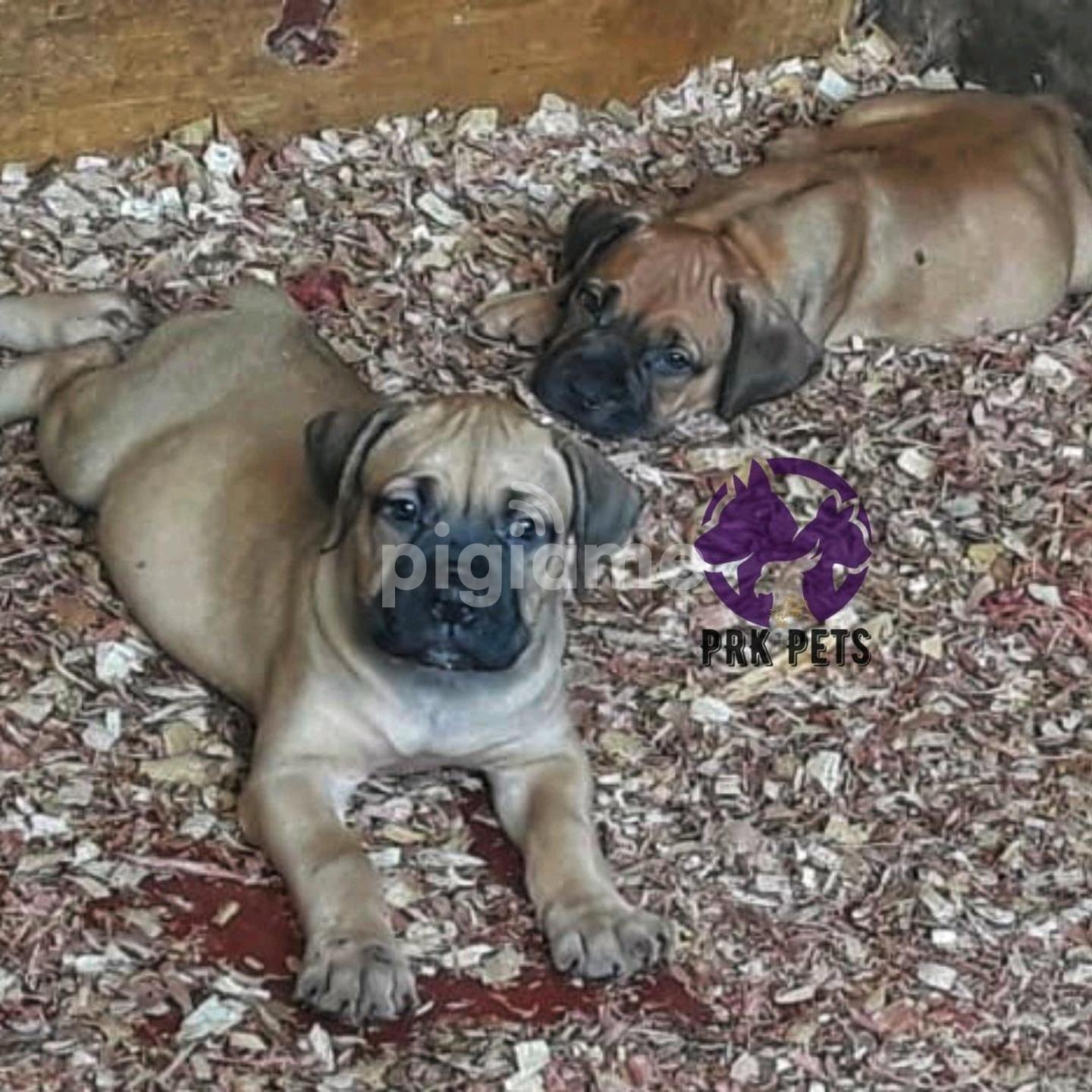 Purebred boerboel 2024 puppies for sale