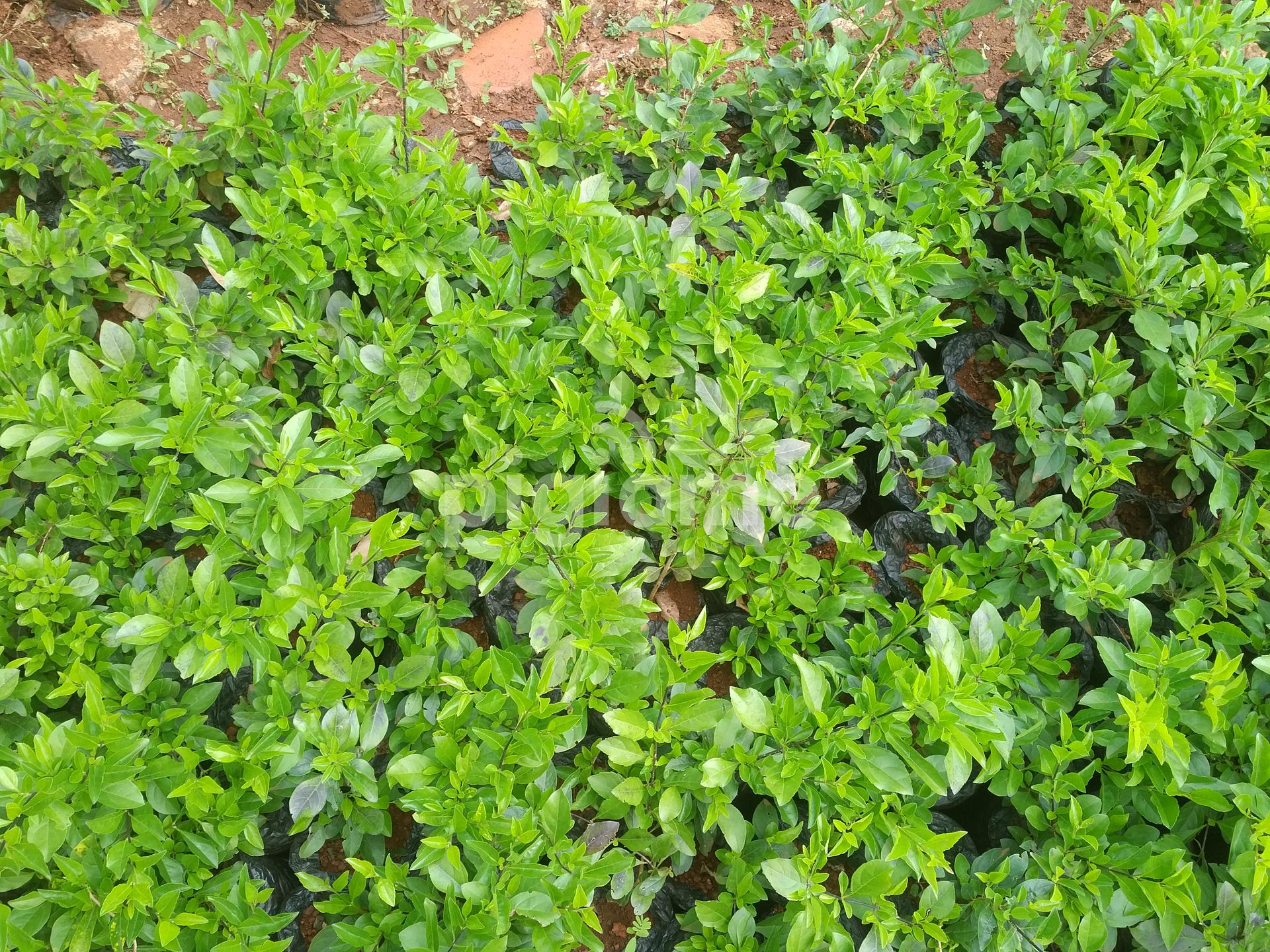 Green Duranta in Nairobi CBD | PigiaMe
