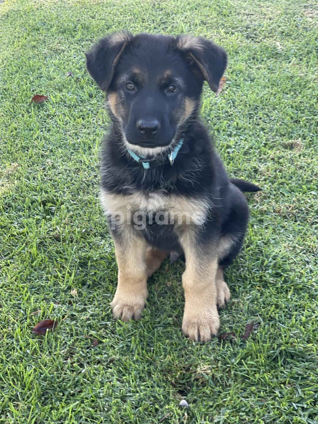 Purebreed German Shepherd Puppies For Rehoming in Gigiri PigiaMe