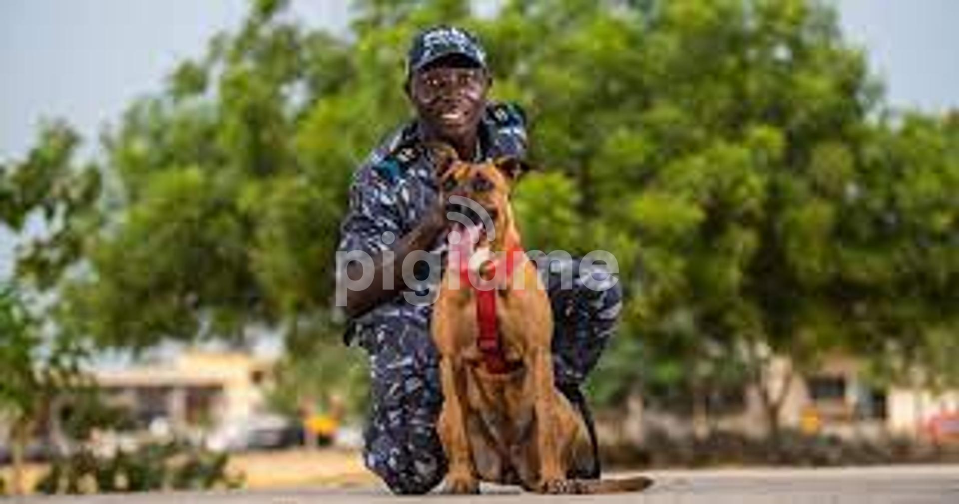 Local dog grooming outlet services