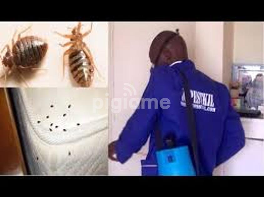 100 Rodent, Cockroach, Bed Bugs & Pests control in Nairobi PigiaMe