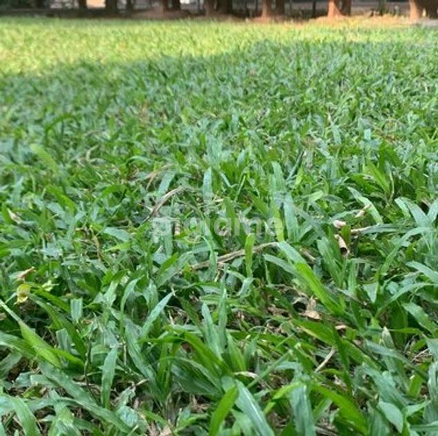 Zimbabwe Grass 50Kg Sack Mali Home Solutions in Westlands PigiaMe