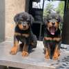 Rottweiler puppy thumb 0