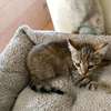 Brown Tabby Kitten Small Indoor Friendly Pet thumb 0