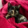 Beautiful kittens ready for re homing thumb 0