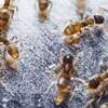 CHEAP Bed Bug Fumigation Services in Kiambu,Thika,Limuru thumb 13