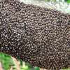 Bee Removal Service |Expert Wasp & Bee Removal | Schedule An Appointment thumb 10