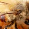 Bee Control Service : Bee Service Nairobi thumb 8