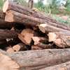 Timber supply thumb 7