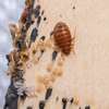 Bed Bug Pest Control In Harambee/Makongeni/Mbotela/Bahati thumb 1