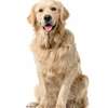 Dog Grooming & Pet Services Brookside,Spring Valley,Loresho thumb 2