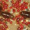 Bed Bug Pest Control In Harambee/Makongeni/Mbotela/Bahati thumb 0