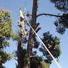 Tree Cutting & Removal - Tree Felling Service Kenya thumb 3