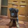 German shepherd dog for sale 2-3 months old(females) thumb 7