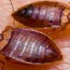 Cockroaches/ Pests/ Bed Bugs/ Fleas/ Ticks/ Mites Fumigation thumb 12