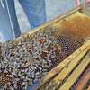Beekeeping Services Meru | Make an impact. Bring bees to your backyard. thumb 6