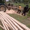 Timber supply thumb 9