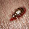 Bed bug fumigation services in kitengela cost In Nairobi thumb 1
