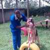 Professional Mobile Dog Grooming | Nairobi Dog Grooming Company – Quality dog grooming | For dogs who love to be pampered! thumb 9